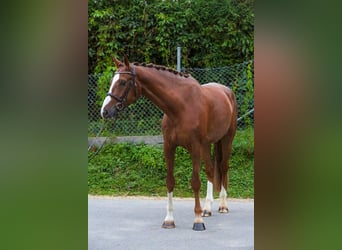 Wuerttemberg, Gelding, 5 years, 16,3 hh, Chestnut-Red