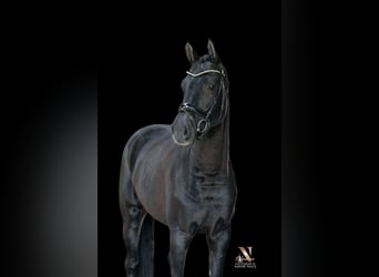 Wuerttemberg, Gelding, 5 years, 16,3 hh, Black