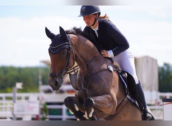 Wuerttemberg, Gelding, 6 years, 16 hh, Roan-Bay