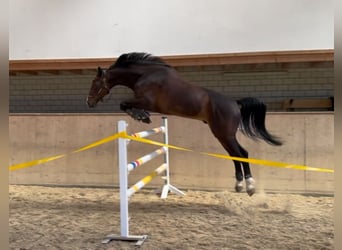 Wuerttemberg, Gelding, 6 years, 17.2 hh, Brown