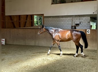 Wuerttemberg, Gelding, 6 years, 17.2 hh, Brown