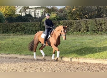 Wuerttemberg, Gelding, 6 years, 17 hh, Chestnut-Red