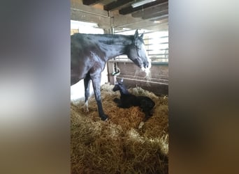 Wuerttemberg, Gelding, 6 years, 17,1 hh, Black