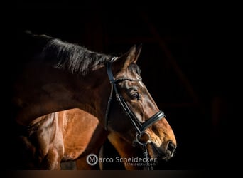 Wuerttemberg, Gelding, 7 years, 18 hh, Brown