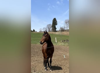 Wuerttemberg, Gelding, 8 years, 15.1 hh, Brown