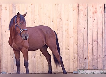Wuerttemberg, Gelding, 8 years, 15,1 hh, Brown