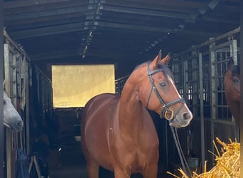 Wuerttemberg Mix, Gelding, 8 years, 16,1 hh, Brown