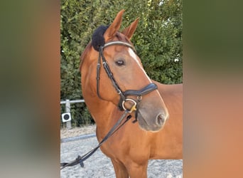 Wuerttemberg, Gelding, 8 years, 16.1 hh, Chestnut-Red