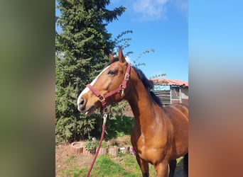 Wuerttemberg, Gelding, 8 years, 16 hh, Brown