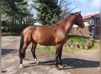Wuerttemberg, Gelding, 8 years, 16 hh, Brown