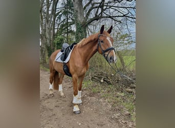 Wuerttemberg, Gelding, 8 years, 17.1 hh, Chestnut-Red