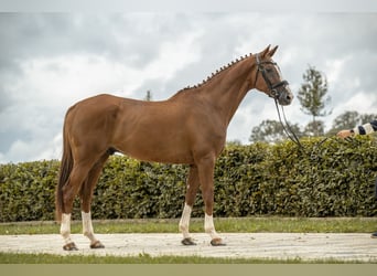 Wuerttemberg, Gelding, 8 years, 17 hh, Chestnut-Red