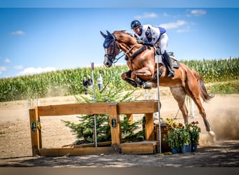 Wuerttemberg, Gelding, 8 years, 17 hh, Chestnut-Red