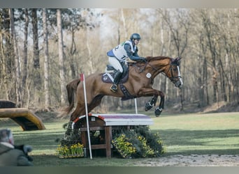 Württemberger, Wallach, 8 Jahre, 17 hh, Fuchs