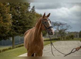 Württemberger, Wallach, 8 Jahre, 17 hh, Fuchs