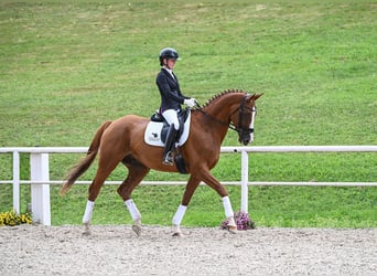 Württemberger, Wallach, 8 Jahre, 17 hh, Fuchs