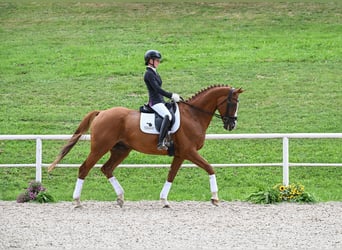 Württemberger, Wallach, 8 Jahre, 17 hh, Fuchs