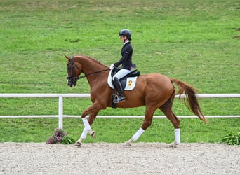 Wuerttemberg, Gelding, 8 years, 17 hh, Chestnut-Red