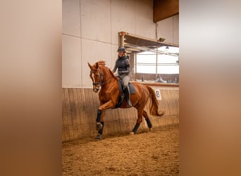 Wuerttemberg, Gelding, 8 years, 17,1 hh, Chestnut-Red