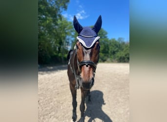 Wuerttemberg, Gelding, 9 years, 17,1 hh, Brown