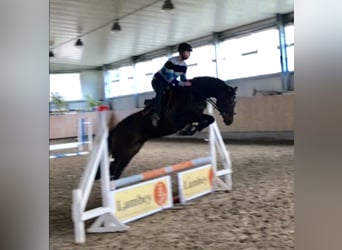 Wuerttemberg, Mare, 10 years, 16,1 hh, Bay-Dark