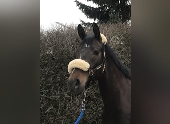 Wuerttemberg, Mare, 10 years, 16,1 hh, Bay-Dark