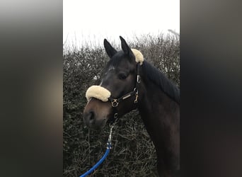 Wuerttemberg, Mare, 10 years, 16,1 hh, Bay-Dark