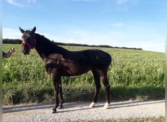 Wuerttemberg, Mare, 11 years, 15.3 hh, Black
