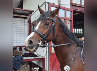 Wuerttemberg, Mare, 11 years, 16 hh, Brown