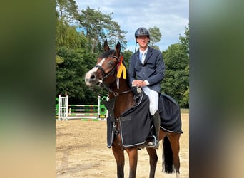 Wuerttemberg, Mare, 11 years, 16 hh, Brown