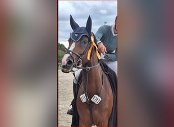 Wuerttemberg, Mare, 11 years, 16 hh, Brown