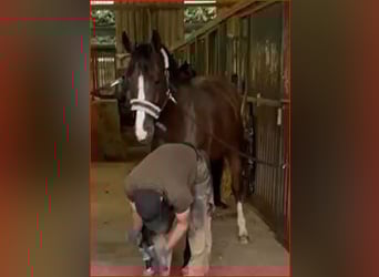 Wuerttemberg, Mare, 11 years, 16 hh, Brown