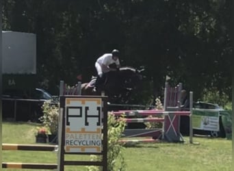 Wuerttemberg, Mare, 11 years, 16,1 hh, Bay-Dark