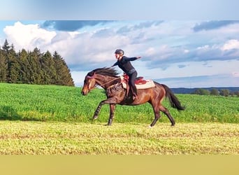 Wuerttemberg Mix, Mare, 12 years, 15.1 hh, Brown