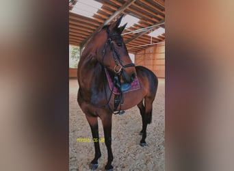 Wuerttemberg, Mare, 12 years, 15,3 hh, Brown