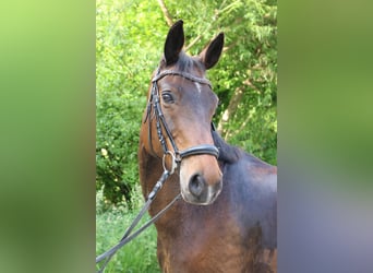Wuerttemberg, Mare, 12 years, 15,3 hh, Brown