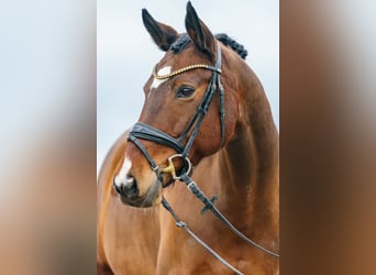 Wuerttemberg, Mare, 12 years, 16,1 hh, Brown