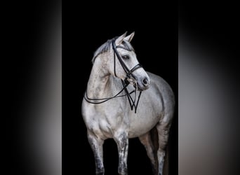 Wuerttemberg, Mare, 12 years, 16.2 hh, Grey Wuerttemberg, Mare, 12 years, 16.2 hh, Grey
