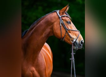 Wuerttemberg, Mare, 12 years, 16,3 hh, Brown