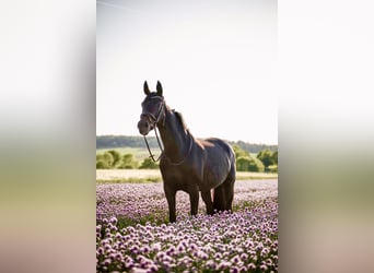 Wuerttemberg, Mare, 12 years, 16,3 hh, Smoky-Black
