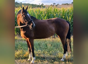 Wuerttemberg, Mare, 13 years, 15.2 hh, Brown