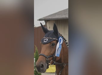 Wuerttemberg, Mare, 13 years, 16.1 hh, Brown
