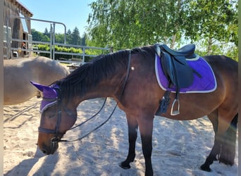 Wuerttemberg, Mare, 13 years, 16,1 hh, Brown