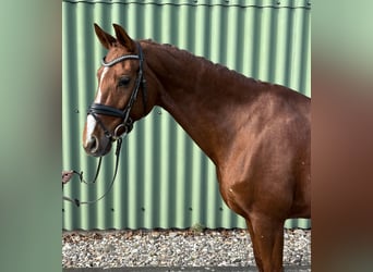 Wuerttemberg, Mare, 13 years, 16,1 hh, Chestnut-Red