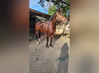 Wuerttemberg, Mare, 13 years, 16,1 hh, Smoky-Black