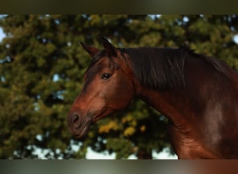 Württemberger, Stute, 13 Jahre, 16,2 hh, Schwarzbrauner