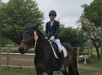 Württemberger, Stute, 13 Jahre, 16,2 hh, Schwarzbrauner