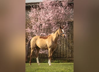 Wuerttemberg, Mare, 13 years, 16,2 hh, Chestnut-Red