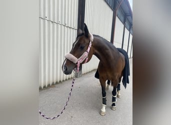 Wuerttemberg, Mare, 13 years, 16,3 hh, Brown