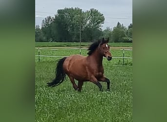 Wuerttemberg, Mare, 14 years, 16.1 hh, Brown